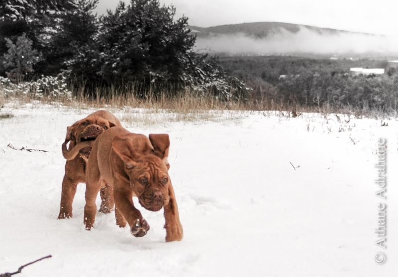 Les dents de la neige